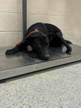 Labrador Retriever and Mixed Breed Dogs Available for Adoption in Conroe, Texas - A427794 | PetCurious