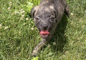 Rogue -  Pug Dog for Adoption in Carmel Hamlet, New York - Rogue | PetCurious