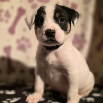 Timon -  American Staffordshire Terrier Dog for Adoption in Poinciana, Florida - Timon | PetCurious