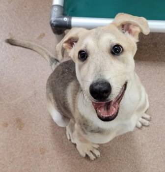 Mixed Breed Dogs Available for Adoption in Kalispell, Montana - Joey | PetCurious
