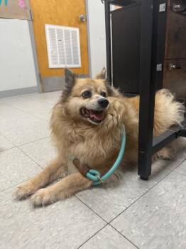 Australian Shepherd Dogs Available for Adoption in Sorrento, Louisiana - CoCo | PetCurious