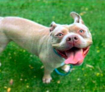 Waffles -  American Bulldog Dog for Adoption in Santa Paula, California - Waffles | PetCurious