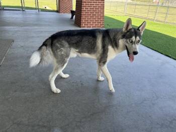 Rescue Siberian Husky and Mixed Breed Dogs for Adoption in Grand Prairie, Texas - BREAD BASKET | PetCurious