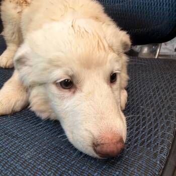 Abigail Adams -  Australian Shepherd and Great Pyrenees Dog for Adoption in Norman, Oklahoma - Abigail Adams | PetCurious