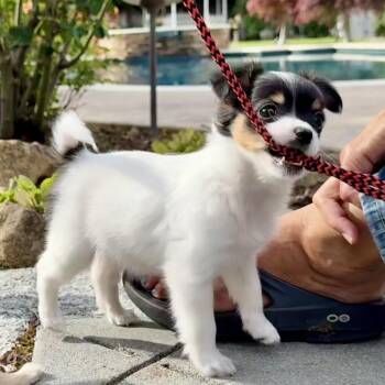 Mixed Breed Dogs Available for Adoption in San Francisco, California - Rhea | PetCurious