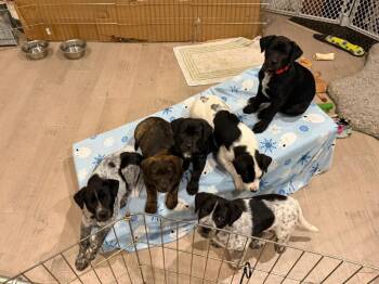 Australian Cattle Dog Blue Heeler and Boxer Dogs Available for Adoption - Mookie | PetCurious