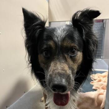 Border Collie and Australian Cattle Dog Blue Heeler Dogs Available for Adoption - Lando | PetCurious