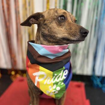 Mango -  Mixed Breed Dog for Adoption in Fletcher, North Carolina - Mango | PetCurious