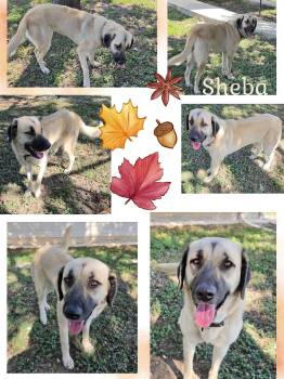 Sheba -  Great Pyrenees and Shepherd Dog for Adoption in Universal City, Texas - Sheba | PetCurious