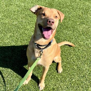 Mixed Breed Dogs Available for Adoption in Pittsburgh, Pennsylvania - Gus | PetCurious