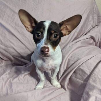 Cooper (bonded with Hazel) -  Chiweenie Dog for Adoption in Phoenix, Arizona - Cooper (bonded With Hazel) | PetCurious