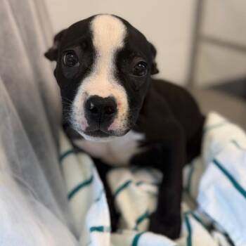 Wisp -  Mixed Breed Dog for Adoption in Sarasota, Florida - Wisp | PetCurious
