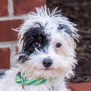 Poodle Dogs Available for Adoption in Arlington Heights, Illinois - Bella | PetCurious