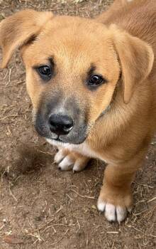 Black Mouth Cur and Labrador Retriever Dogs Available for Adoption in Gilbert, Arizona - Etzl | PetCurious