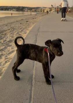 Boots -  Labrador Retriever and Staffordshire Bull Terrier Dog for Adoption in San Diego, California - Boots | PetCurious