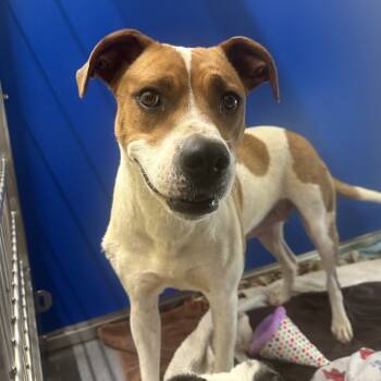 Rescue American Staffordshire Terrier Dogs for Adoption in Blue Ridge, Georgia - Petunia (Mom) | PetCurious