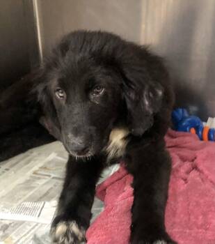 Molly -  Great Pyrenees and Labrador Retriever Dog for Adoption in Parma, Ohio - Molly | PetCurious
