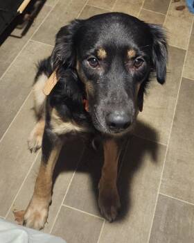 Rescue Mixed Breed Dogs for Adoption in Egg Harbor City, New Jersey - Philip | PetCurious