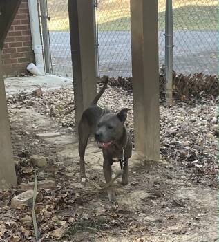 Rescue Mixed Breed Dogs for Adoption in Fairfield, New Jersey - Tessa | PetCurious