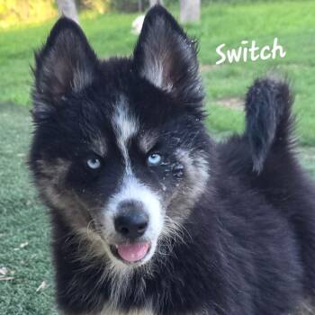 Alaskan Malamute Dogs Available for Adoption in Austin, Texas - Switch DD | PetCurious
