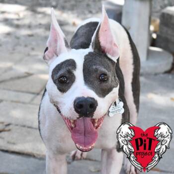 Stormy -  Pit Bull Terrier Dog for Adoption in St. Petersburg, Florida - Stormy | PetCurious