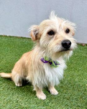 Rocket -  Terrier Dog for Adoption in Novato, California - Rocket | PetCurious