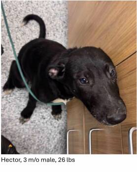 Hector -  Black Labrador Retriever and Shepherd Dog for Adoption in Oswego, Illinois - Hector | PetCurious