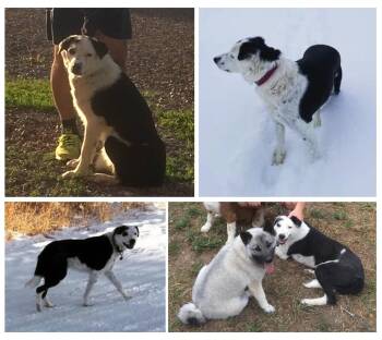Rescue Border Collie Dogs for Adoption in Thayne, Wyoming - Shadow | PetCurious