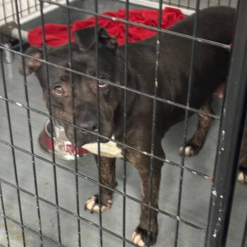 Terrier Dogs Available for Adoption in St. Louis, Missouri - Yakisoba | PetCurious
