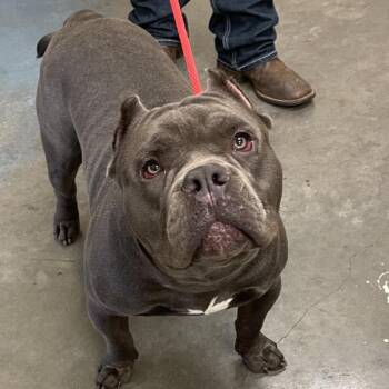 Odin -  Mixed Breed Dog for Adoption in Memphis, Tennessee - Odin | PetCurious