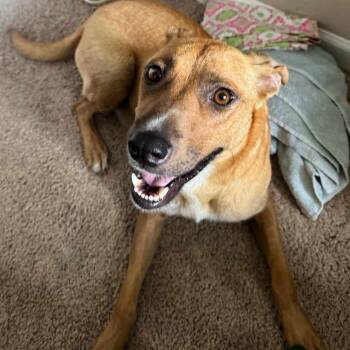 Rescue Mixed Breed Dogs for Adoption in Raleigh, North Carolina - Mira | PetCurious