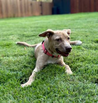 Rescue Terrier Dogs for Adoption in Princeton, Massachusetts - Shasta | PetCurious