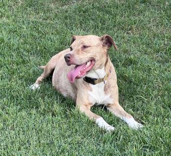 CANELA -  American Staffordshire Terrier Dog for Adoption in San Antonio, Texas - CANELA | PetCurious