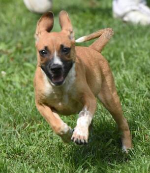 Uma -  Hound and Shepherd Dog for Adoption in Mechanicsburg, Pennsylvania - Uma | PetCurious
