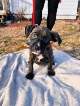 Mixed Breed Dogs Available for Adoption - Frangelico | PetCurious