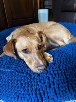 Astra -  Chihuahua and Terrier Dog for Adoption in Minneapolis, Minnesota - Astra | PetCurious