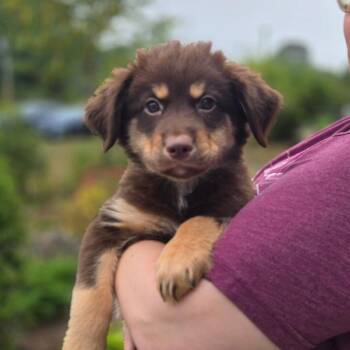 CT Big Sky avail Sep 26 -  Labrador Retriever and Great Pyrenees Dog for Adoption in Stormville, New York - CT Big Sky Avail Sep 26 | PetCurious