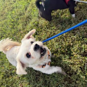 Cutter (Bonded w Beauty) -  Mixed Breed Dog for Adoption in Wilmington, Delaware - Cutter (Bonded W Beauty) | PetCurious
