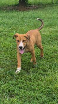 Voxel -  Mixed Breed Dog for Adoption in Taycheedah, Wisconsin - Voxel | PetCurious