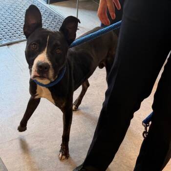 Inspector Gadget -  Mixed Breed Dog for Adoption in Philadelphia, Pennsylvania - Inspector Gadget | PetCurious