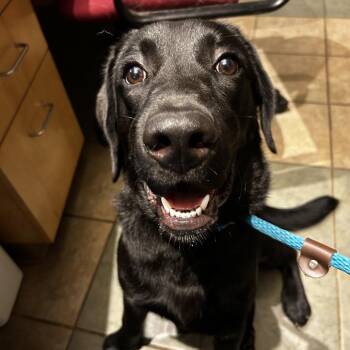 Peter -  Mixed Breed Dog for Adoption in Chattanooga, Tennessee - Peter | PetCurious