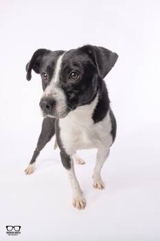 Border Collie Dogs Available for Adoption in Hoffman Estates, Illinois - Ancil ***KANKAKEE TORNADO PUP*** | PetCurious