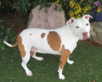 COCONUT -  Pit Bull Terrier and American Bulldog Dog for Adoption in Oklahoma City, Oklahoma - COCONUT | PetCurious