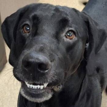 Bobby Asher -  Labrador Retriever Dog for Adoption in Brenham, Texas - Bobby Asher | PetCurious