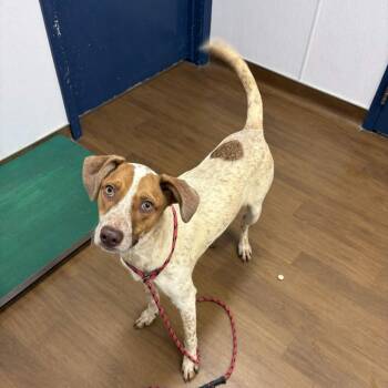 Duke -  Cattle Dog and Mixed Breed Dog for Adoption in Beaumont, Texas - Duke | PetCurious
