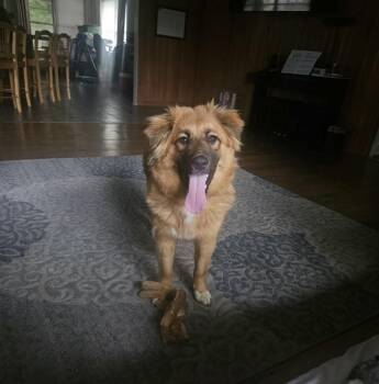 Shepherd and Chow Chow Dogs Available for Adoption in South Houston, Texas - Roxy | PetCurious