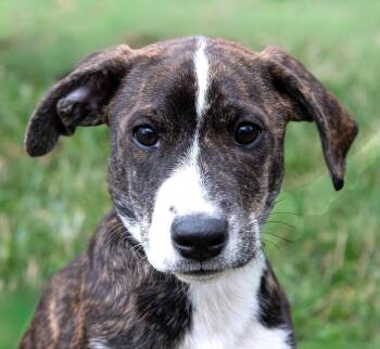 Hound Dogs Available for Adoption - Dayna | PetCurious