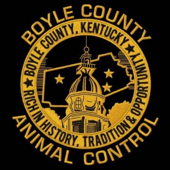 Mixed Breed Dogs Available for Adoption - Deputy | PetCurious