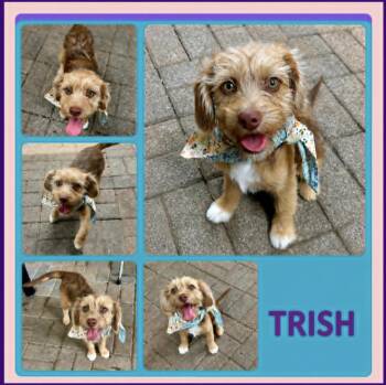 Terrier Dogs Available for Adoption in Lucas, Texas - Trish  | PetCurious