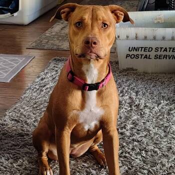 Sarabi -  Pit Bull Terrier Dog for Adoption in Las Vegas, Nevada - Sarabi | PetCurious